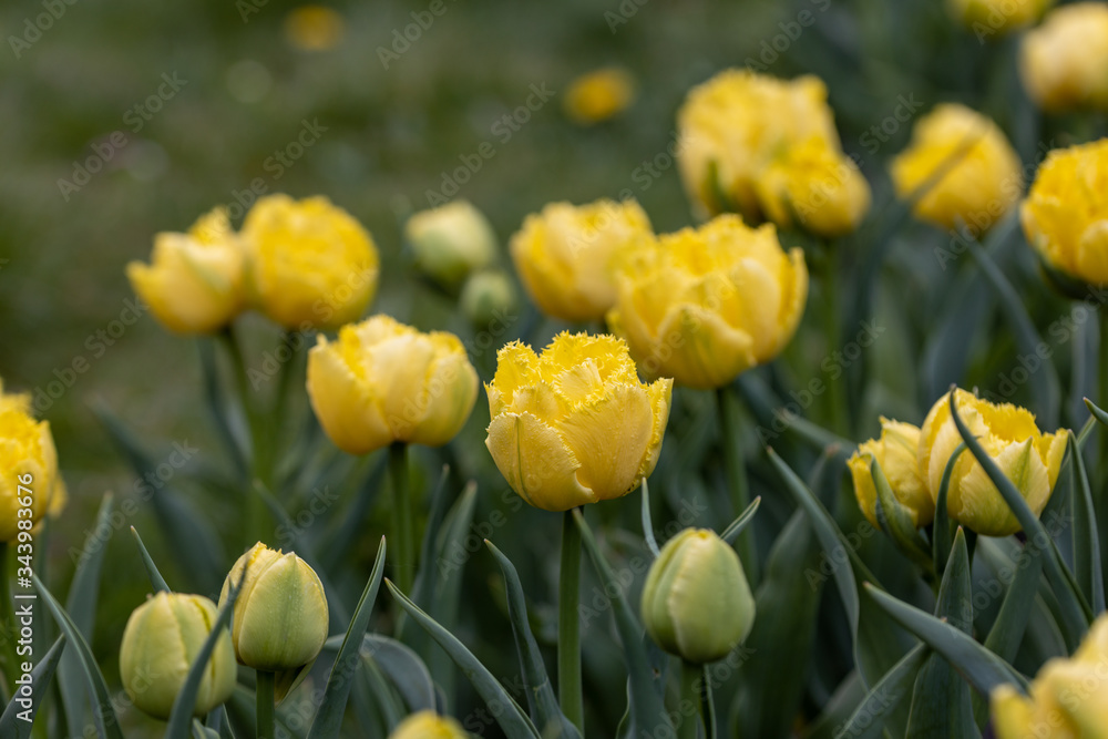 Yellow tulips on a flowerbed in a park, detailed view. Yellow tulips on a flowerbed in a park, detailed view.