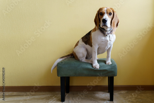 beagle dog sitting on the chair next to yellow wall