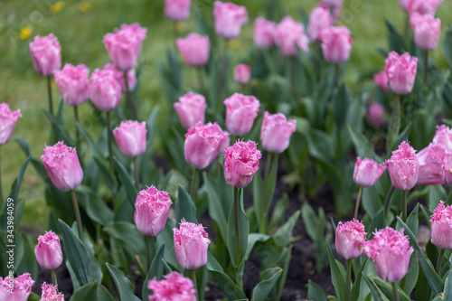 Purple tulips on a flowerbed in a park  detailed view.