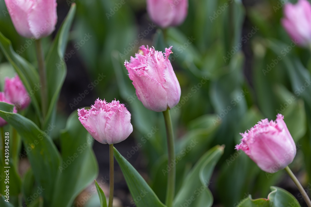 Purple tulips on a flowerbed in a park, detailed view. Purple tulips on a flowerbed in a park, detailed view.