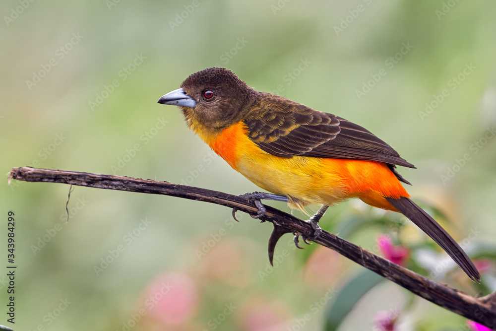 Fototapeta premium Colorful bird perched on a dry branch