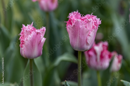 Purple tulips on a flowerbed in a park, detailed view. © Sergey
