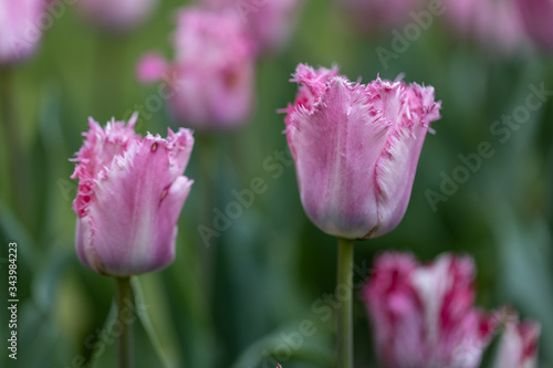 Purple tulips on a flowerbed in a park, detailed view.