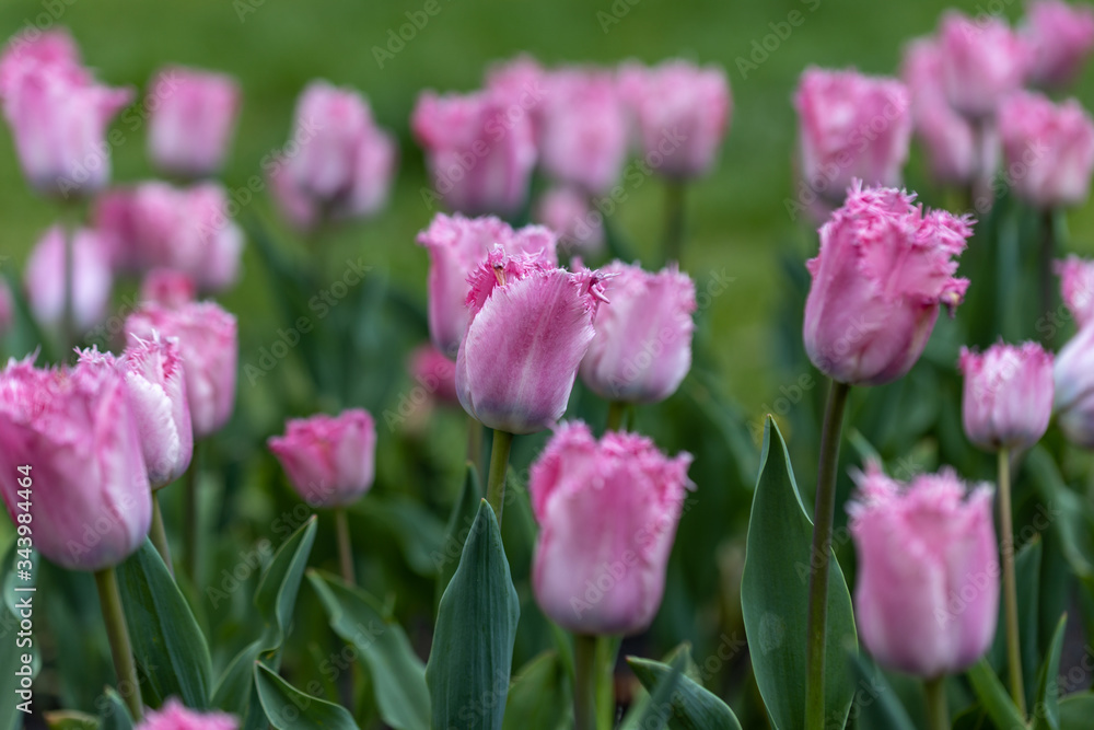 Purple tulips on a flowerbed in a park, detailed view. Purple tulips on a flowerbed in a park, detailed view.