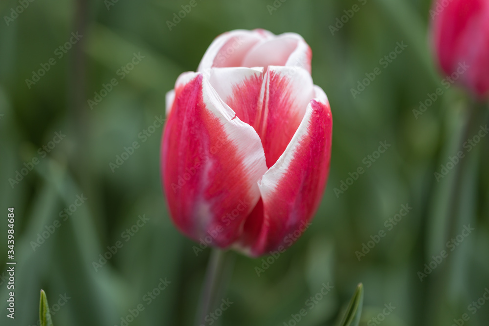 Red tulips with a white stripe in the park, detailed view.