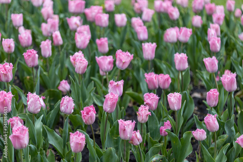 Purple tulips on a flowerbed in a park, detailed view.