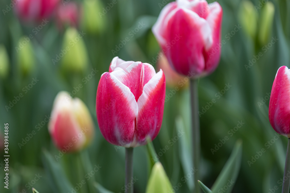 Red tulips with a white stripe in the park, detailed view. Red tulips with a white stripe in the park, detailed view.