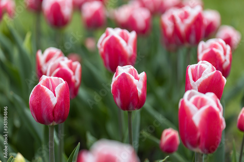 Red tulips with a white stripe in the park, detailed view.