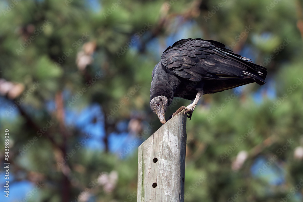 Fototapeta premium Black vulture sunbathing on a power pole whit a tree background
