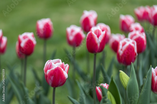 Fototapeta Naklejka Na Ścianę i Meble -  Red tulips with a white stripe in the park, detailed view.