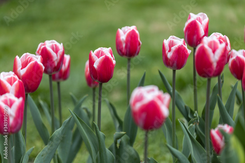 Red tulips with a white stripe in the park  detailed view.