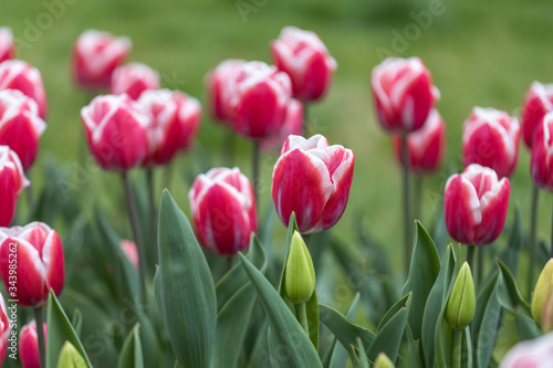 Red tulips with a white stripe in the park  detailed view.