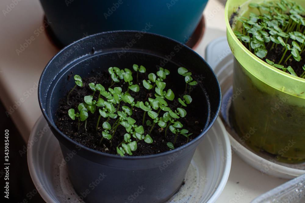 Basil seedlings grown in a potted house. Basil seedlings grown in a potted house.