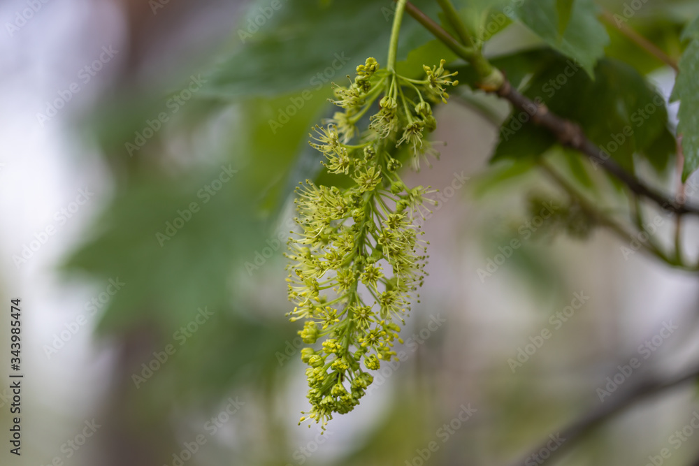 Fototapeta premium Spring flowers of a tree. Detailed view.
