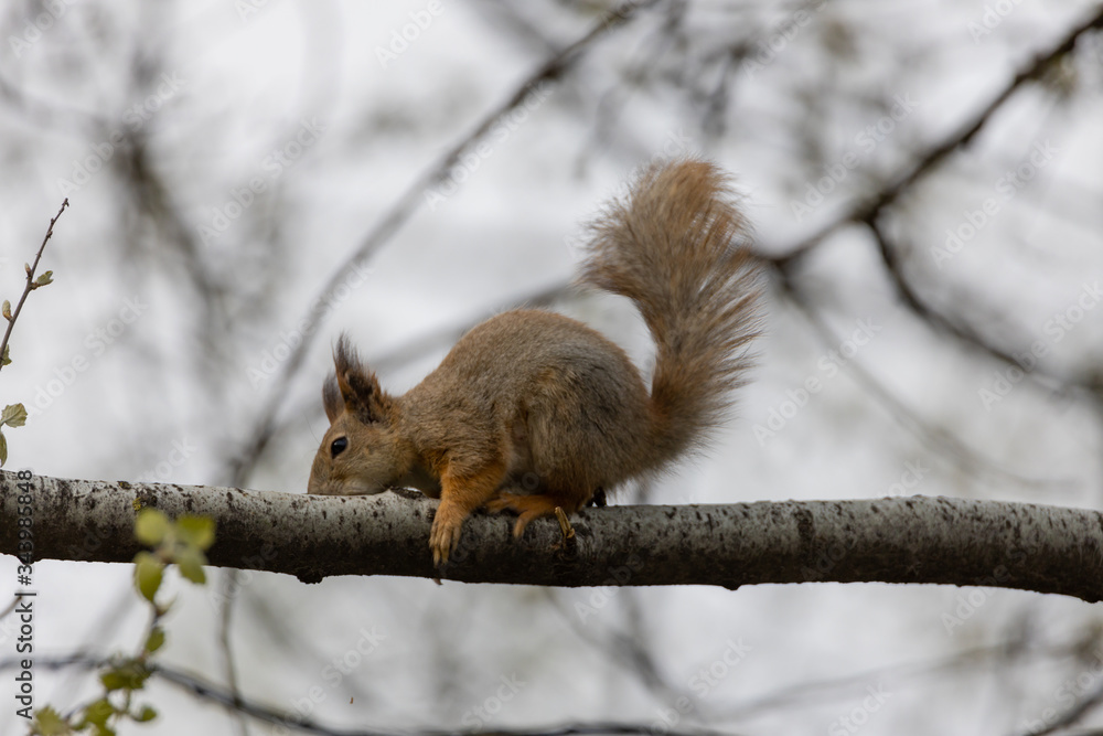 Red squirrel on a tree in a park in spring. Red squirrel on a tree in a park in spring.