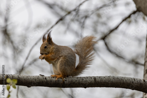 Red squirrel on a tree in a park in spring. © Sergey
