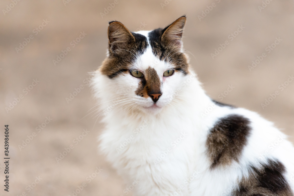 White cat with dark spots. Cat in Cyprus on the beach in the evening. The cat turned its head to the left.