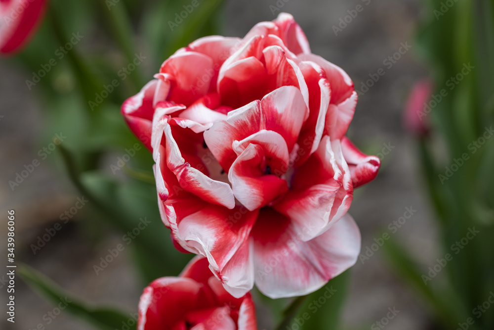 Red tulips with a white stripe in the park, detailed view.