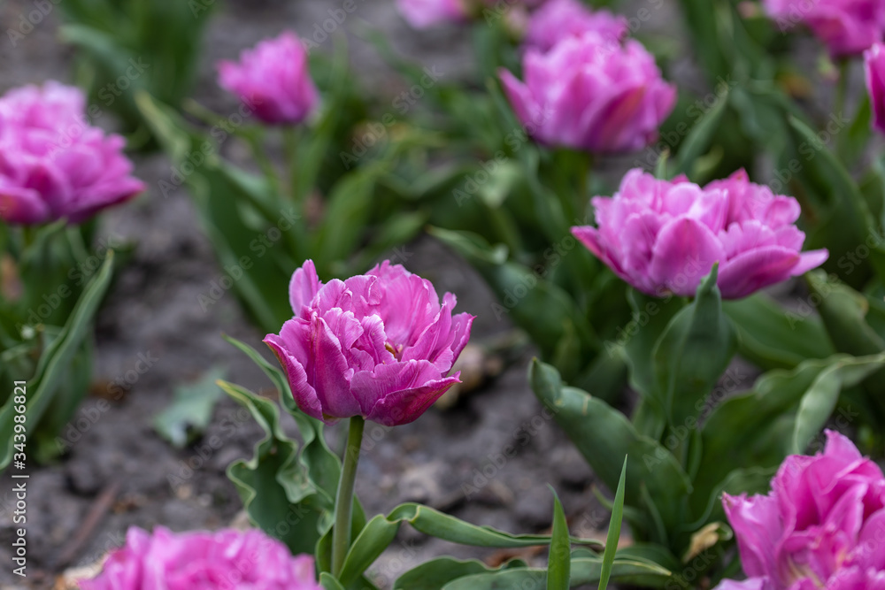Flowerbed of purple tulips in the park. Detailed view Flowerbed of purple tulips in the park. Detailed view