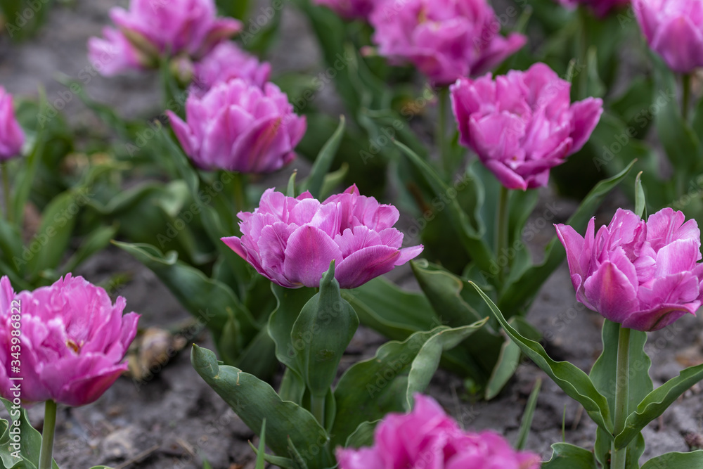 Flowerbed of purple tulips in the park. Detailed view Flowerbed of purple tulips in the park. Detailed view