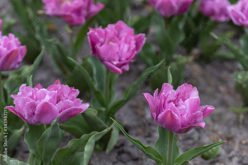 Flowerbed of purple tulips in the park. Detailed view