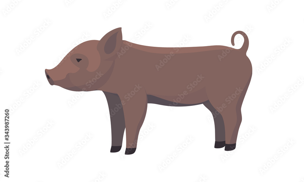 Farm Animal Pig. Funny Piggy. Little Piglet. Farm Animal Pig. Funny Piggy. Little Piglet.