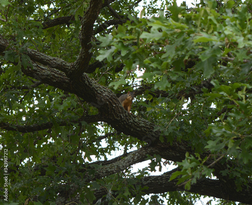 Squirrel sitting in a tree