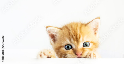 Cat baby tabby Kitten Cute Beautifu on white background