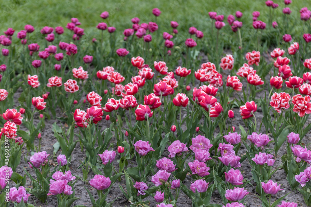 Flowerbed of tulips in the park. Detailed view