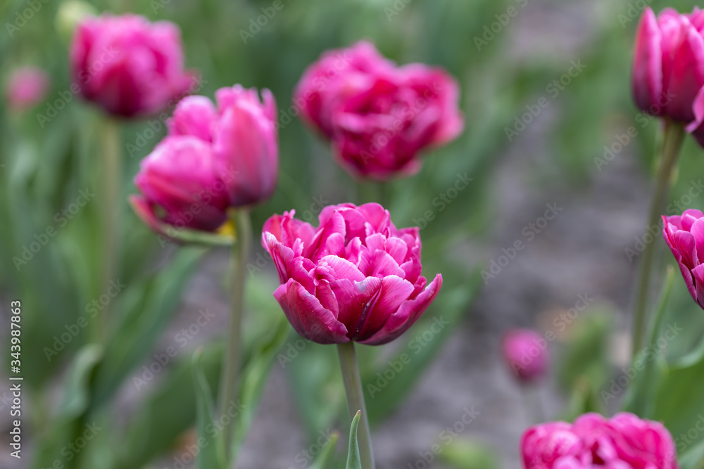 Purple tulips in the flowerbed. Detailed view Purple tulips in the flowerbed. Detailed view