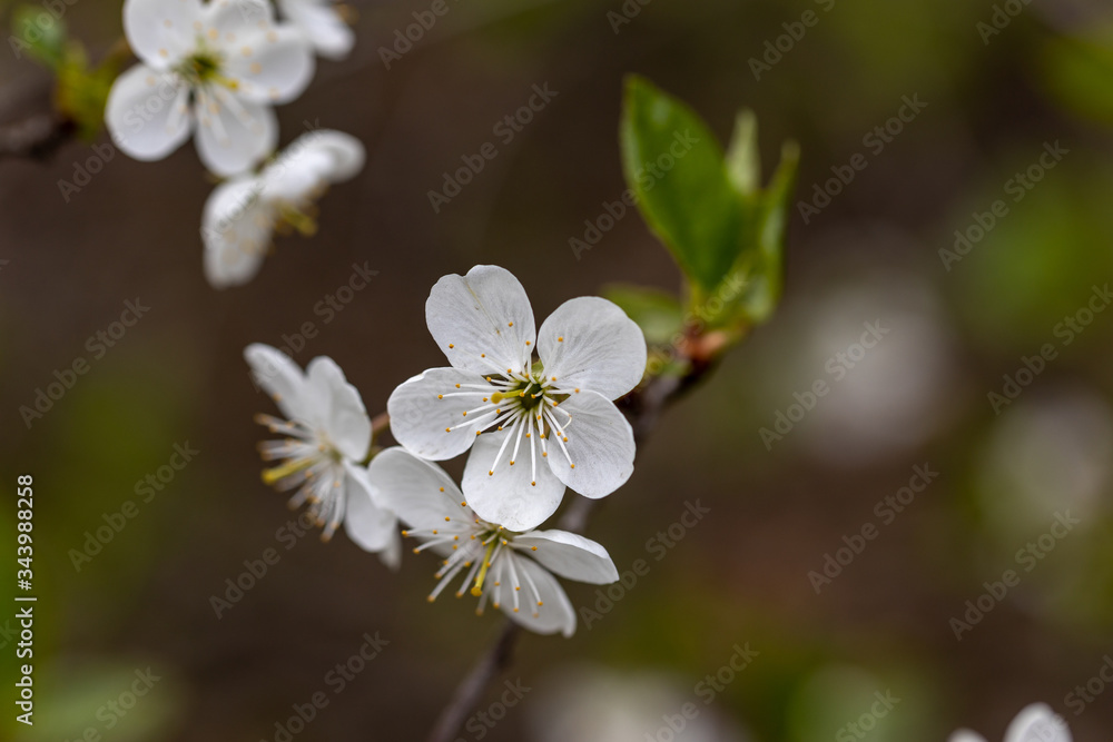 White flowers of bird cherry tree in spring. White flowers of bird cherry tree in spring.