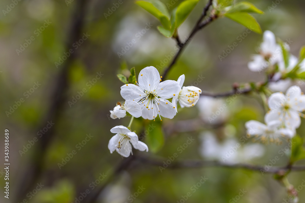 White flowers of bird cherry tree in spring. White flowers of bird cherry tree in spring.