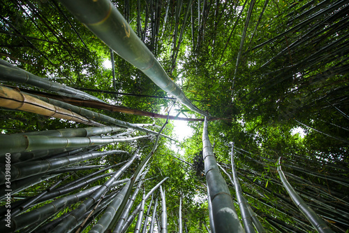 Crystal Castle Bamboo Walk, Byron Bay, New South Wales, Australia in the Hinterland