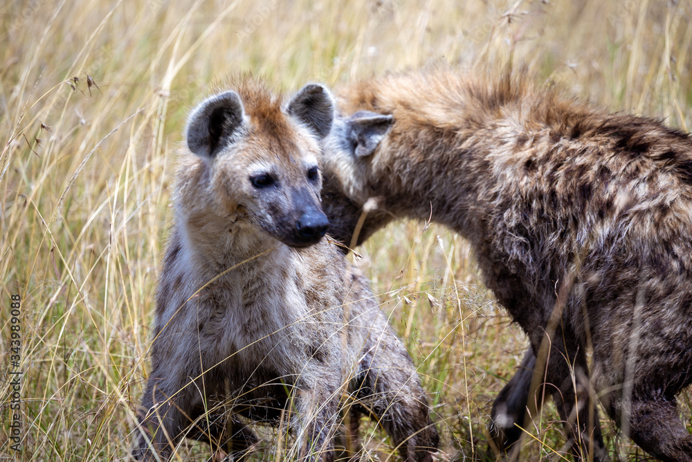 Pack of Hyena on Safari in the Masai Mara National Park, Kenya, Africa Pack of Hyena on Safari in the Masai Mara National Park, Kenya, Africa
