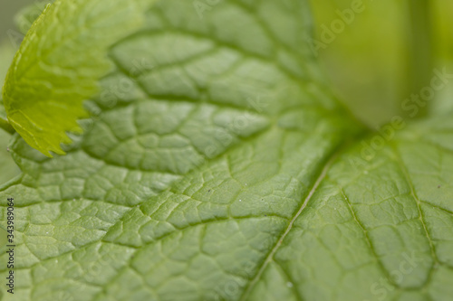 Young leaves of trees in the spring forest.