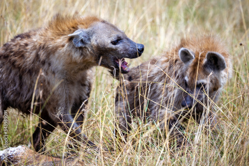Pack of Hyena on Safari in the Masai Mara National Park, Kenya, Africa
