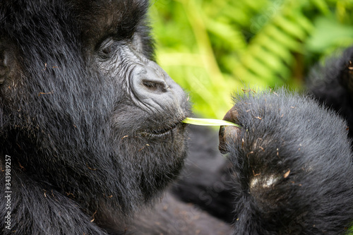 Gorilla Eating while Gorilla Trekking Rwanda, Africa in Volcanoes National Park