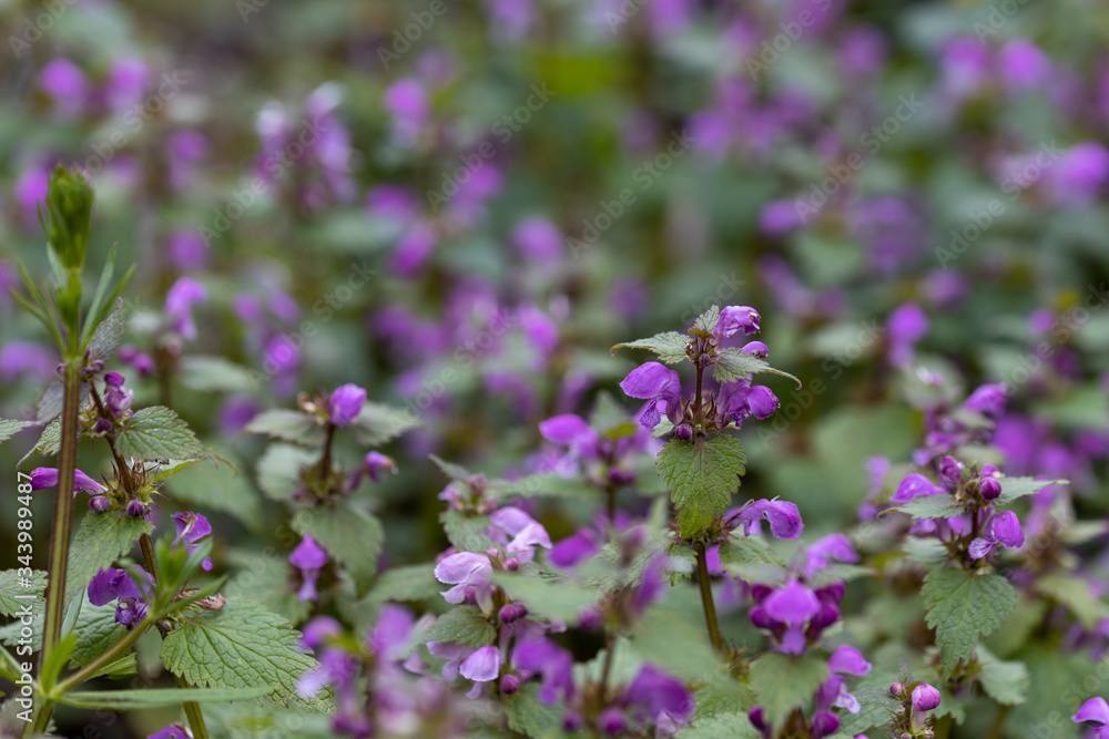 Violet forest flowers in spring. Close-up. Violet forest flowers in spring. Close-up.