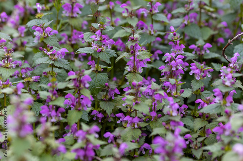 Violet forest flowers in spring. Close-up.