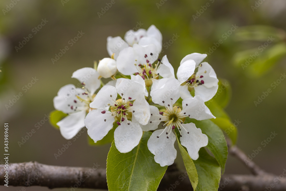 White flowers of bird cherry tree in spring. White flowers of bird cherry tree in spring.