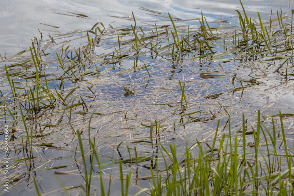 Swamp toad in a forest lake. Detailed view. Swamp toad in a forest lake. Detailed view.