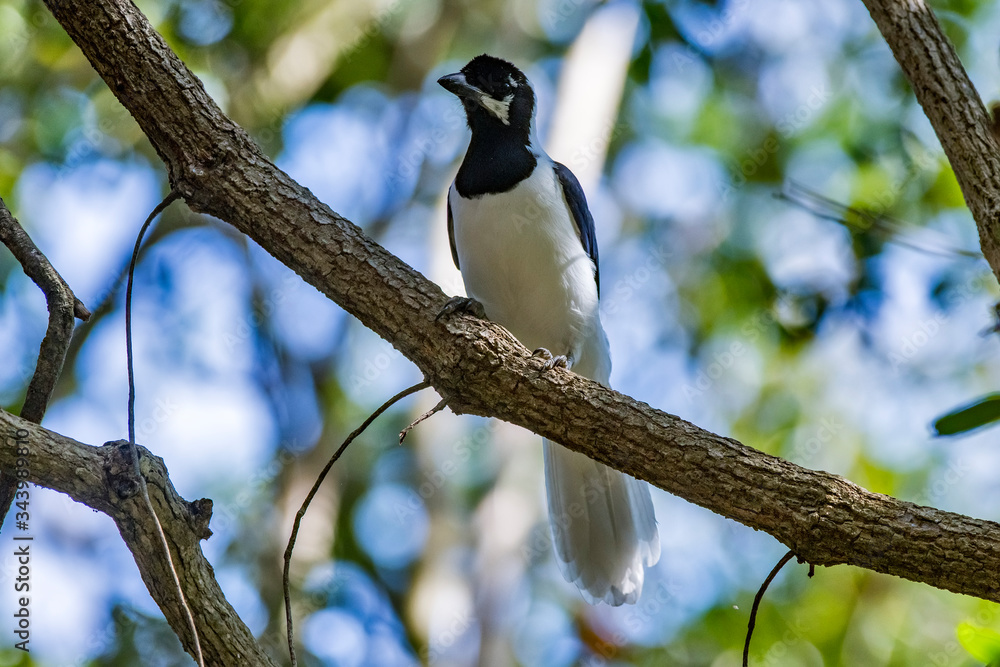 White tailed jay photographed in South Africa. Picture made in 2019. White tailed jay photographed in South Africa. Picture made in 2019.