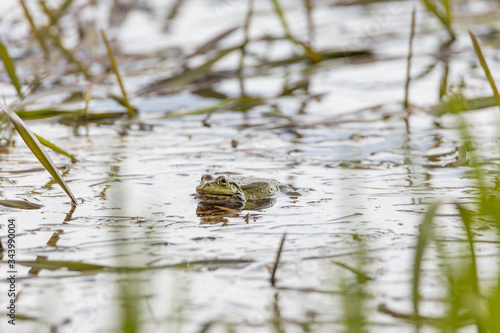 Swamp toad in a forest lake. Detailed view.