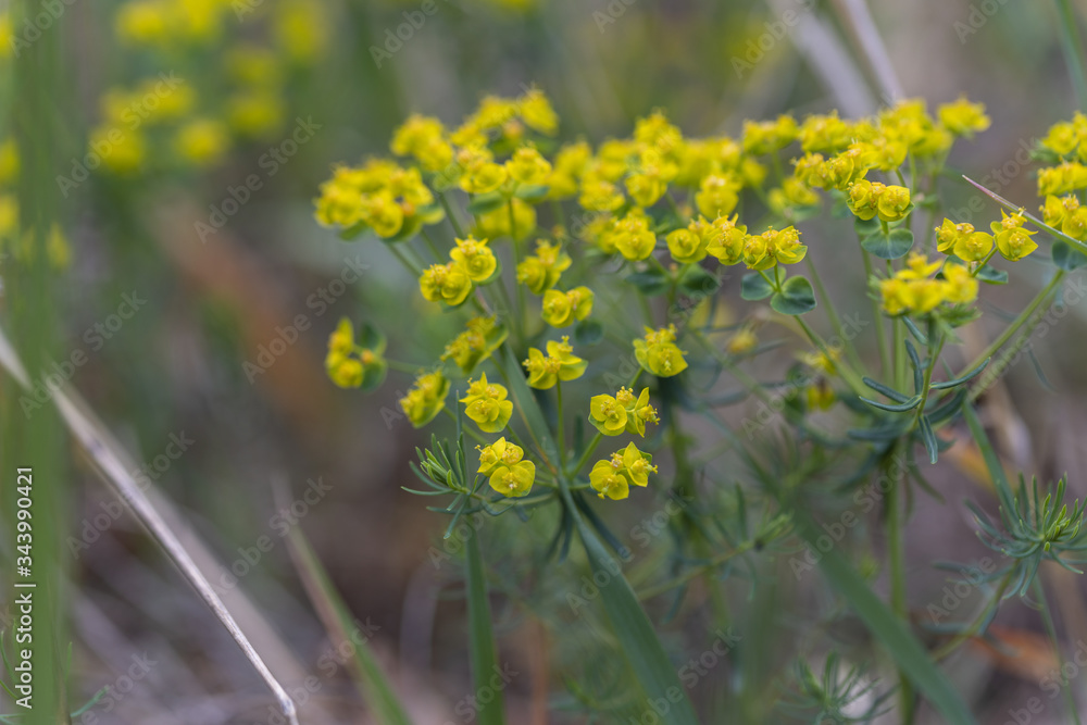 Fototapeta premium Yellow forest flowers in spring. Detailed view.