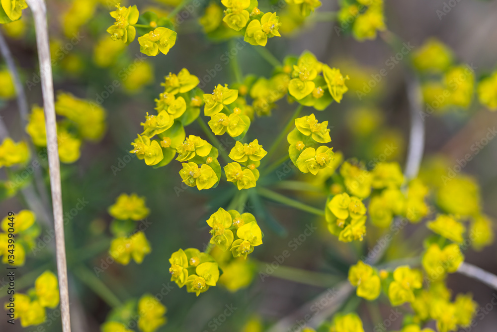 Obraz premium Yellow forest flowers in spring. Detailed view.