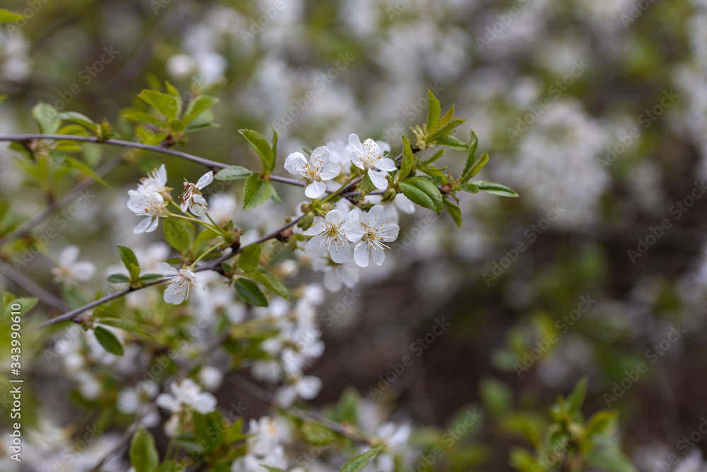 White flowers of bird cherry tree in spring. White flowers of bird cherry tree in spring.