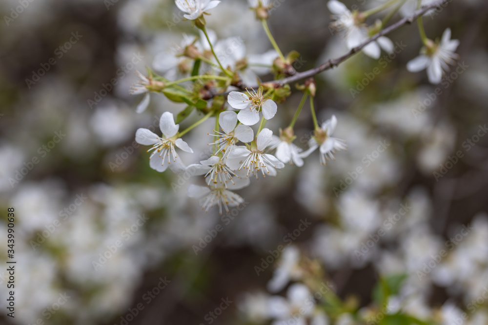 White flowers of bird cherry tree in spring. White flowers of bird cherry tree in spring.