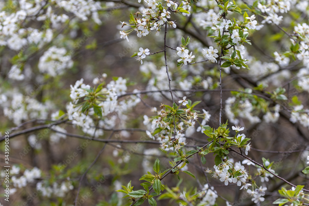 White flowers of bird cherry tree in spring. White flowers of bird cherry tree in spring.