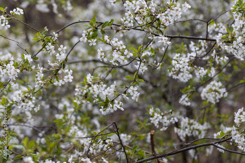White flowers of bird cherry tree in spring.