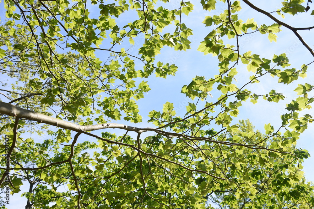 Fototapeta premium Sycamore (Platanus) bark and leaves / Platanaceae deciduous tree